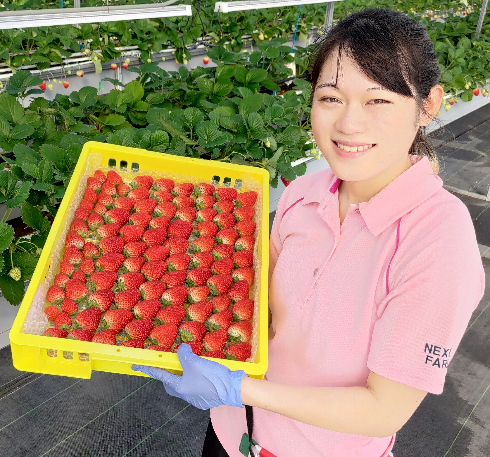 ファーム Zenith Zoysia Grass Seed (2 pound bag)